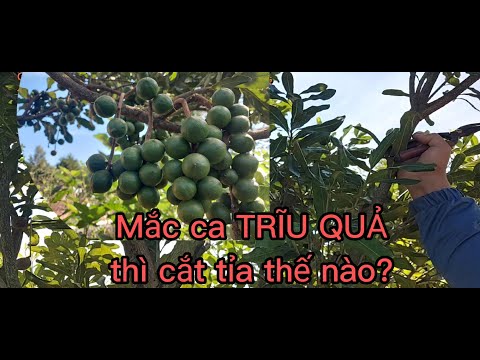 Video: Almond Tree Pruning - Tìm hiểu Khi nào và Cách cắt tỉa Cây Hạnh nhân Cắt tỉa Cây Hạnh nhân - Tìm hiểu Khi nào và Cách cắt tỉa Cây Hạnh nhân