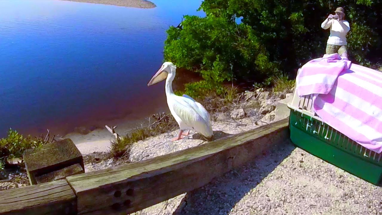 American White Pelican - Release (#15-3604) 