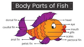 Body Parts of Fish | Fish Body Parts | Fish Anatomy | What Are Parts of a Fish | Easy Learning