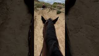horseback riding adrenaline #horseback riding #horses