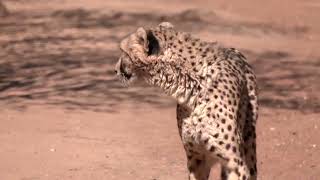 New report reveals 'catastrophic' decline of wildlife populations | REUTERS