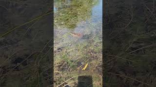 Bull Frog just hanging out June 16 2025