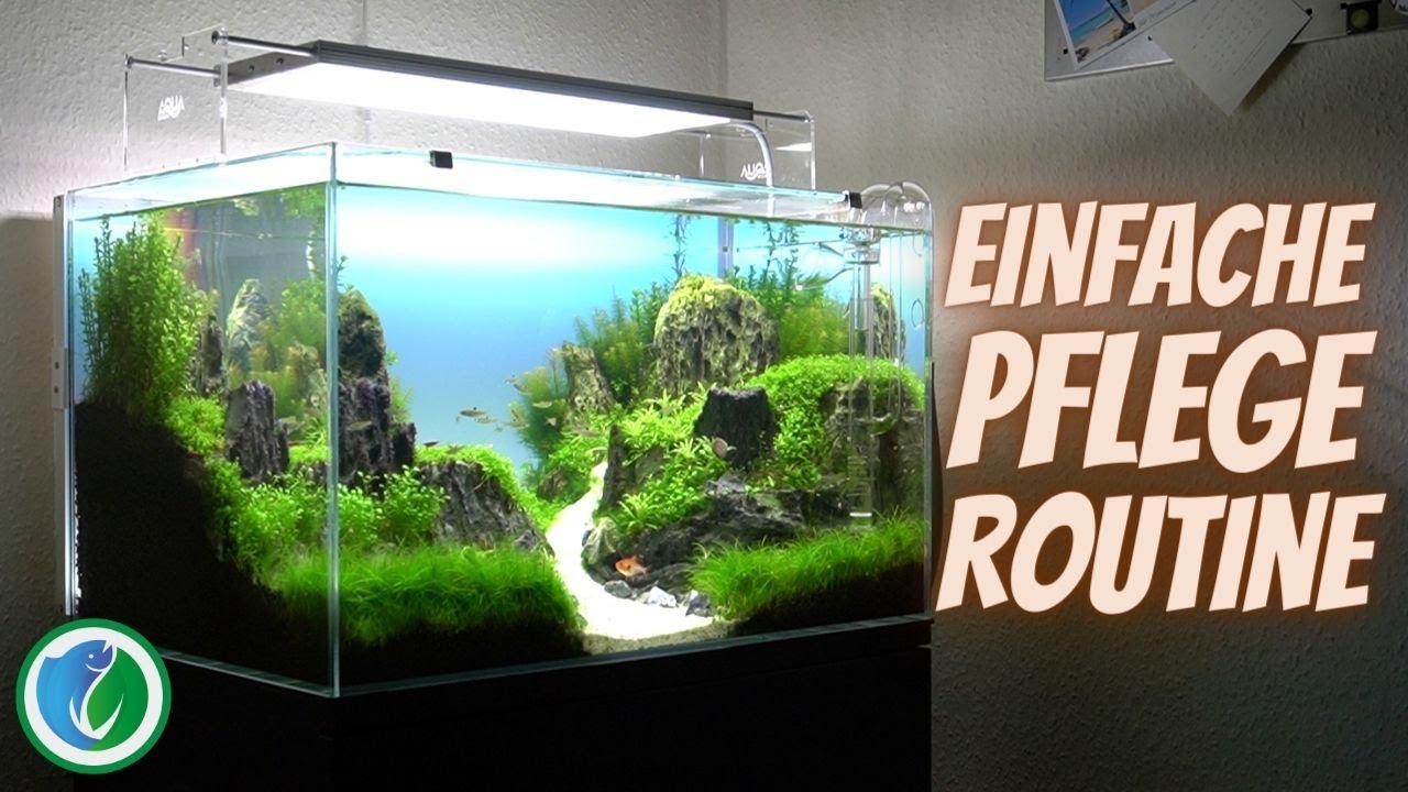 Einfache & schnelle Aquarium Pflege-Routine [1h pro Woche]