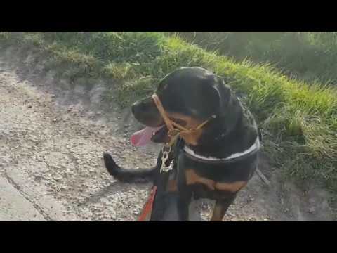 Training and walking our Rottweiler