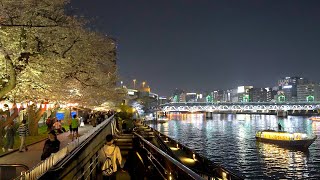 Sumida Park Full Bloom Cherry Blossoms Night Illumination  Tokyo Japan Walk 4K HDR