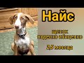 Дрессировка щенка редкой породы поденко ибиценко/ Training of a rare breed puppy podenko ibitsenko