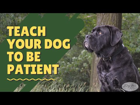 Comment enseigner à votre chien Patience