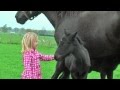 Very Cute Baby Horses with their Mother