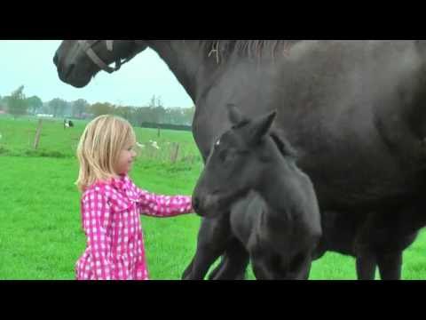 very-cute-baby-horses-with-their-mother
