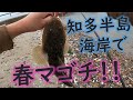 知多半島の海岸で春マゴチを釣る！！（おまけ釣行アリ）