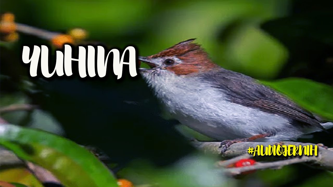 YUHINA NGEROL PANJANG || MASTERAN TERBAIK UNTUK MURAI BATU, CUCAK IJO, KACER DLL