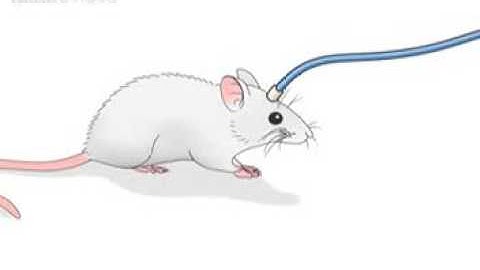 Method of the Year 2010  Optogenetics   by Nature Video