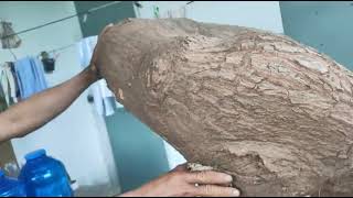 M854 gl sour cup 3500k LH 0707713796 Khuong bonsai - YouTube