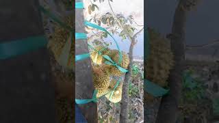 Panen Raja Nya Buah Lagi