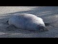 Elsie Mae Elephant Seal of Rosario Beach SP, Wildlife of Western Washington State, Nikon Z8 &amp; Z9