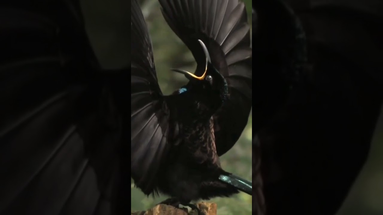 Victoria's riflebird 