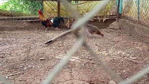 Coj nej nrog kuv mus saib qaib ua ke nawb cov py,,kuv tus lau qaib qus daj ,100% heev kawg lawm