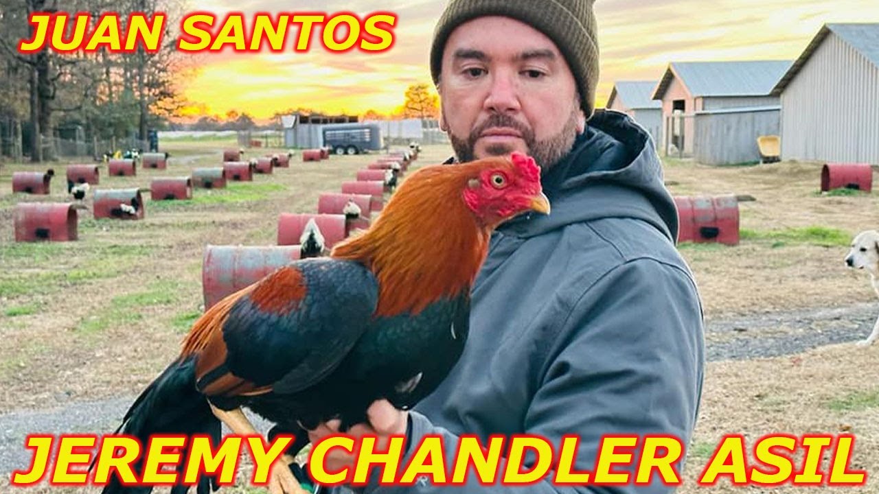 Jeremy Chandler Asil Blueface Hatch | Juan Santos Farm Visit Beautiful Birds