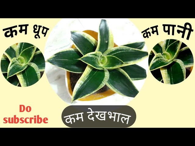 bantel's sensation snake plant Snake Plant 'Bantel's Sensation' Dracaena trifasciata  Jungle Story