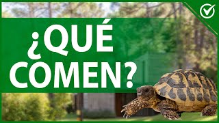 🐢 ¿Qué Comen las Tortugas de Tierra? | Guía para Crear una Dieta Saludable 🐢🥗