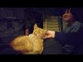 飢えてガリガリの迷い猫を保護できるか?【緊急事態】ぱくちゃんが帰ってき!??