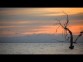Simo Saidi Bird S Philosophy Official Simo Saidi Bird S Philosophy Official