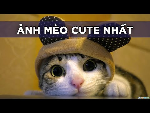 Ảnh Mèo Cute Nhất - Avatar Mèo Đáng Yêu