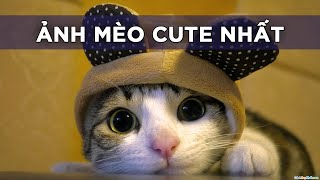 Cutest Cat Photo - Adorable Cat Avatar screenshot 4