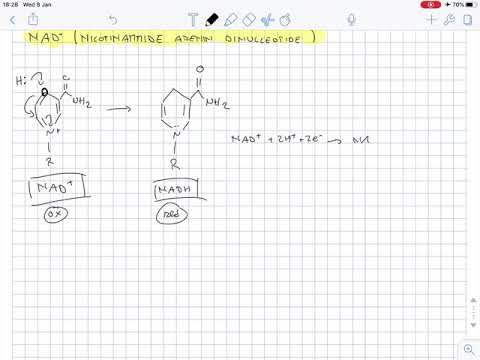 Video: Quando nad+ viene ridotto, accetta?