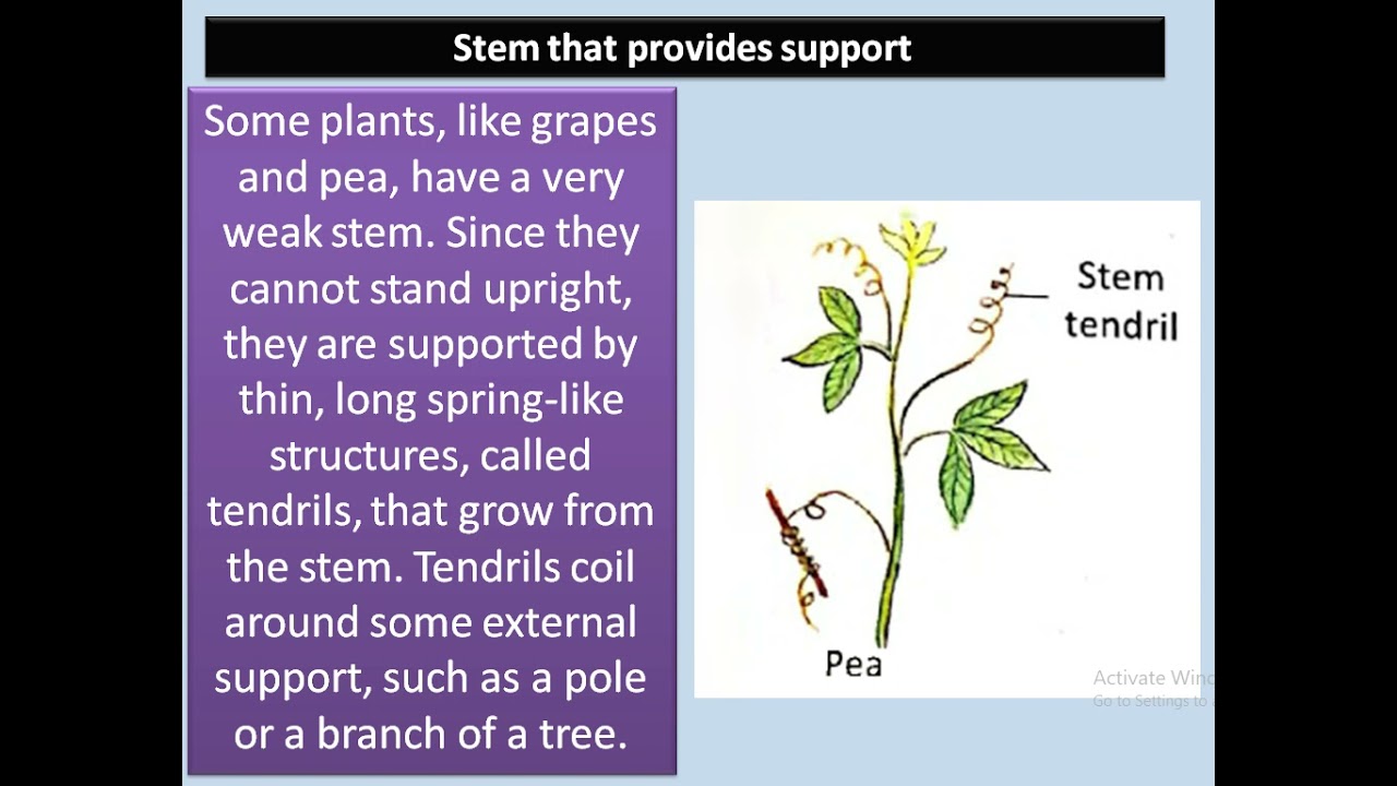 Modification in stem | chapter 8 | class VI | Structure and Function ofthe Living Organisms—Plants