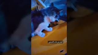 خوش فيترجي ابو سوادي كل العندة عطل يجي يصلحه ? لايك حالات_واتسابshort قطط قتباسات اشتراكحيوان