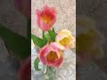 #цветы #flowers #abba #music #dancingqueen #smile #motivation