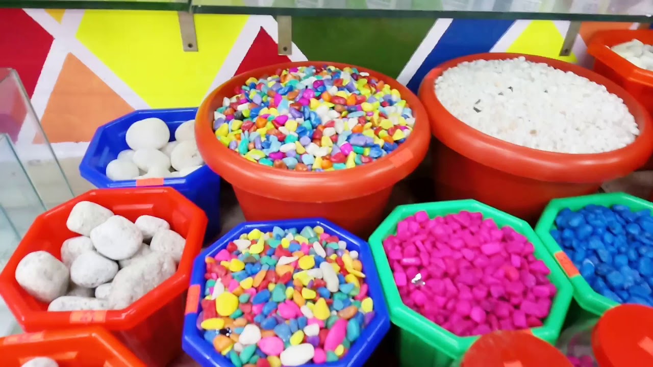 A Cute pet shop has opened today near to our flat YouTube