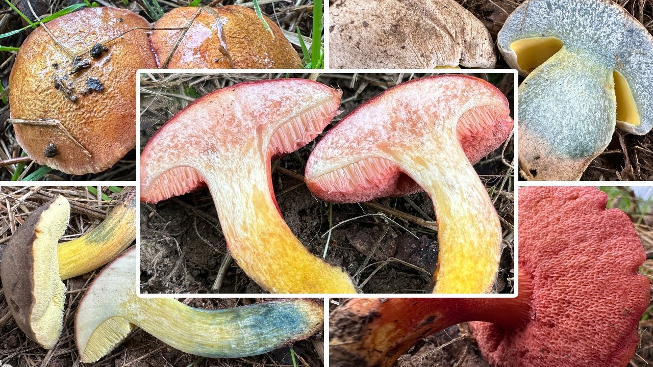 Unglaubliche Funde bei Eiche & kaum Pilze im Lieblingswald | Pilze im September | 10.09.2025