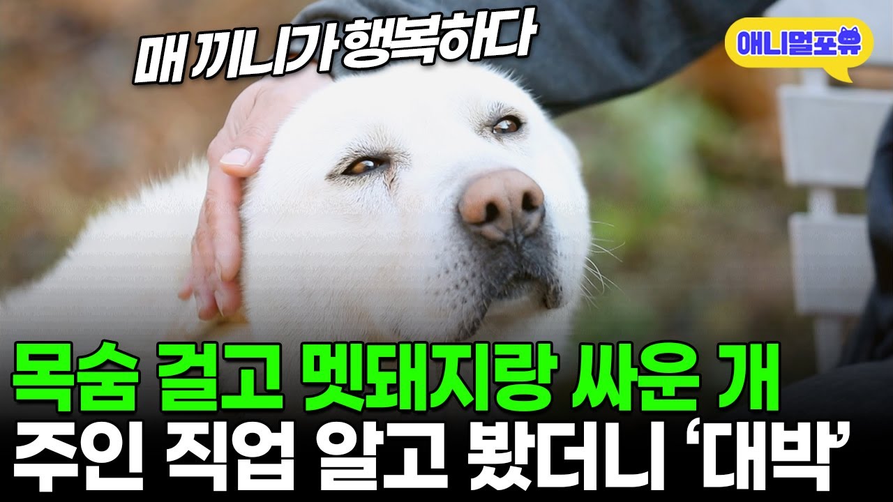 80kg 멧돼지 맞서 싸워 주인 살린 개, 주인 알고 봤더니.. I KBS 동물극장 단짝 221217 방송