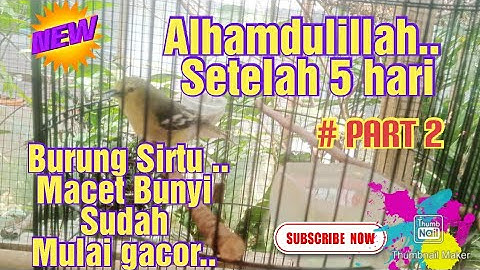 Alhamdulillah Setelah 5 hari Beli Burung Sirtu Macet Bunyi Sudah Gacor Lagi #part 2