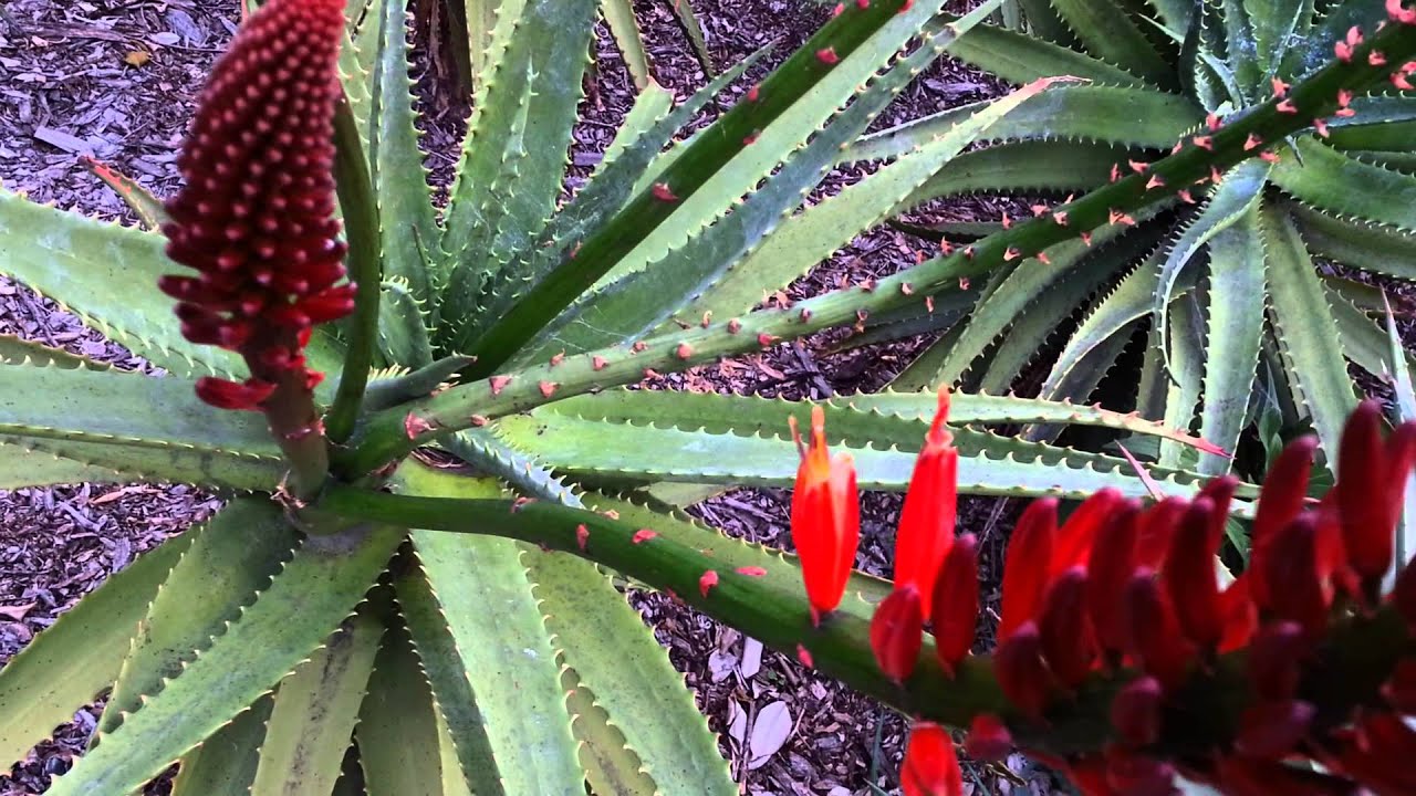 Aloe Vera red flowers - High Definition Video 04 by ...