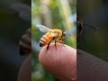 Ultra Realistic Neon Honey Bee Macro on Human Finger  #shorts #macro #animals