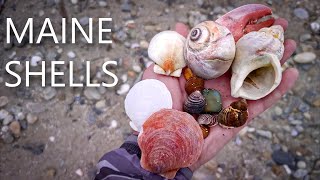 Finding SHELLS on a quiet Maine beach!