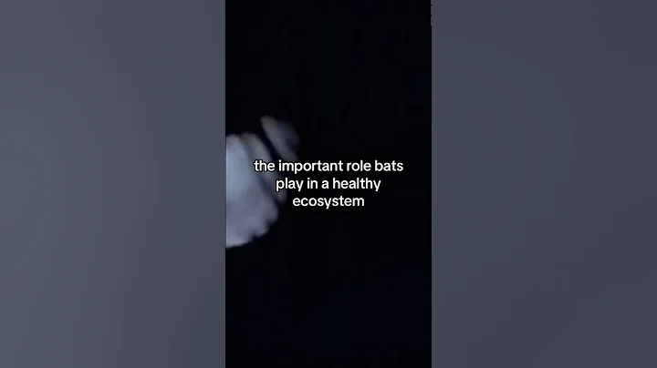 Let's talk about bats!🦇 #bats #education #environmentalscience