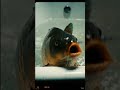 A big carp inside a bath #carp #karp