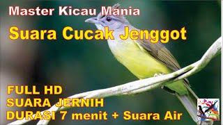 Masteran Murai, Suara Burung CUCAK JENGGOT Durasi Panjang + Terapi Suara Air Mengalir...FULL HD..!!!