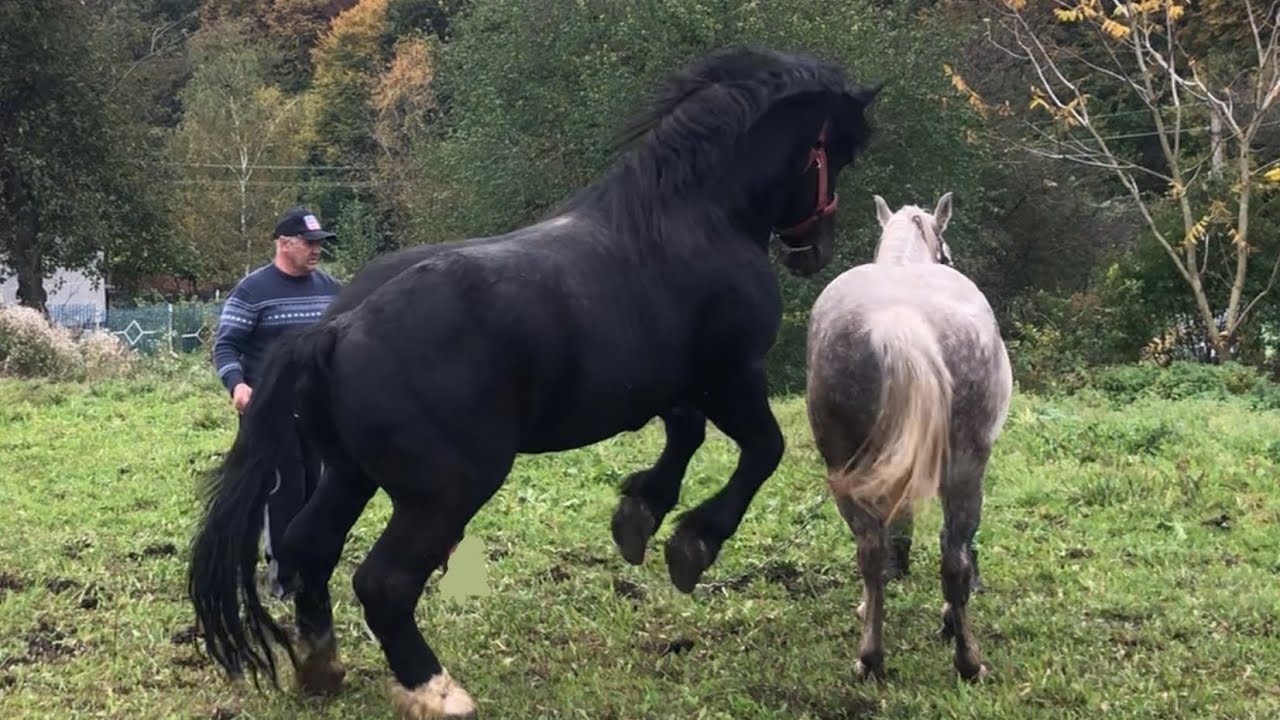 Коні Ваговози.Рубін в Нараєві.Кобила на Продаж.🐴