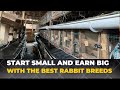 Rabbit farming i started with 8 rabbits now have 200 rabbits  all our best rabbit breeds