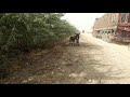 donkey meeting murrah in village part 1