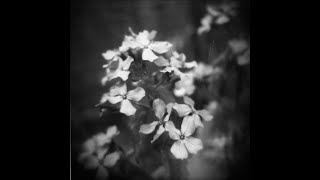 Using close up filters on a basic Holga