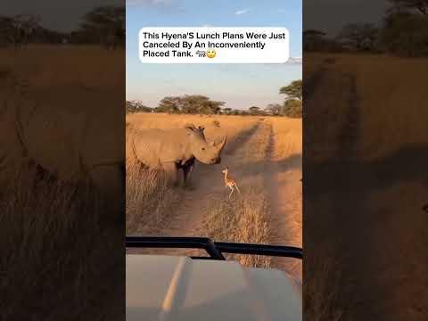 This Is The Ultimate Mess With My Tiny Friend You Mess With Me Moment Rhino Safari Hyena 