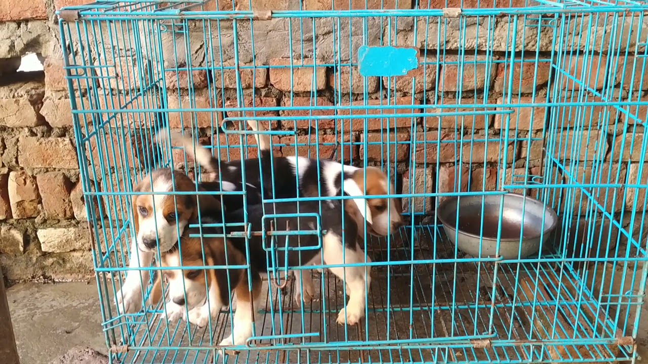 Pet care Dog Beagle puppy male for sale 8650006680 in Dehradun Patna
