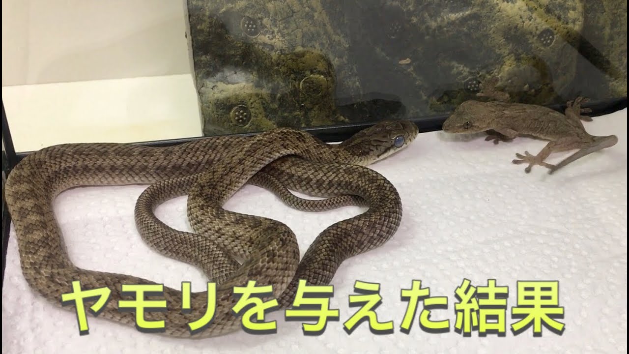 ヤモリ 殺し て しまっ た