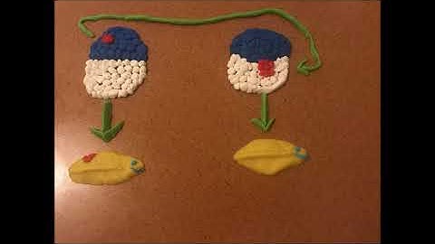 Autonomous and Conditional Specification Explained - Developmental Biology Claymation